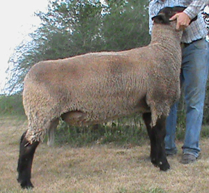 RSO Livestock - Sire: 10