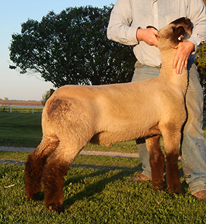centerline rso sire